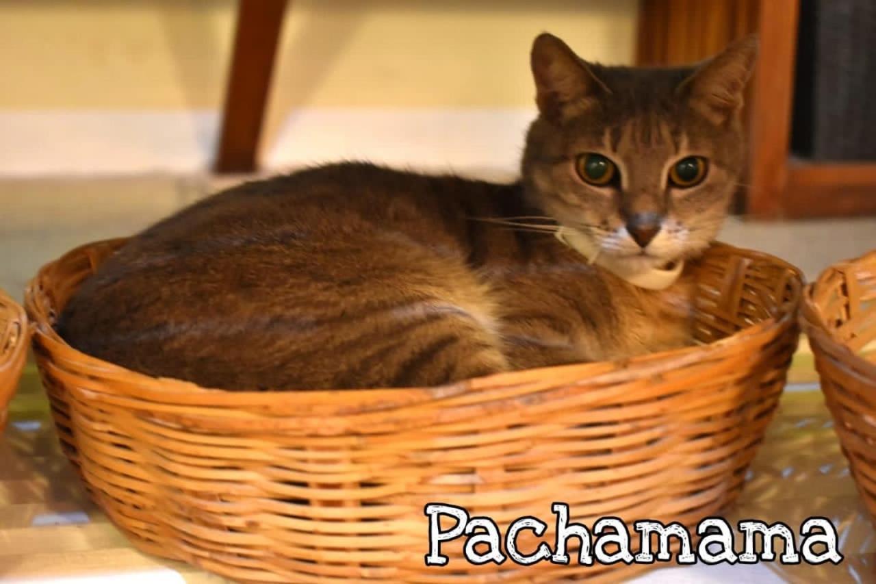 Hotel Boutique Pachamama (Adults Only) Mahahual Luaran gambar